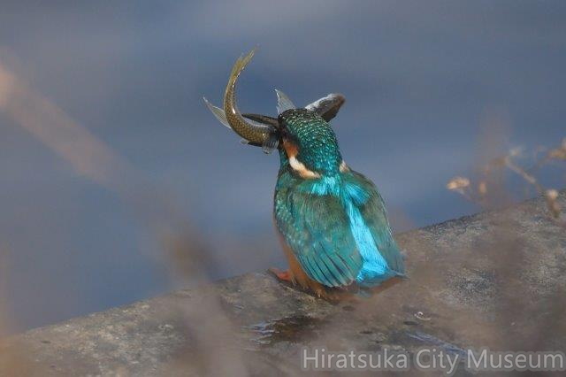 オイカワを捕らえたカワセミ♂2021.11.29平塚（撮影　鈴木真由美）.jpg