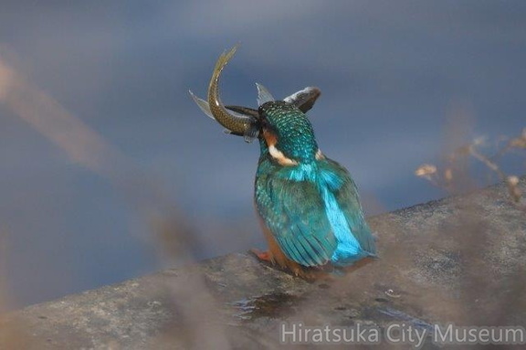 オイカワを捕らえたカワセミ♂2021.11.29平塚（撮影　鈴木真由美）