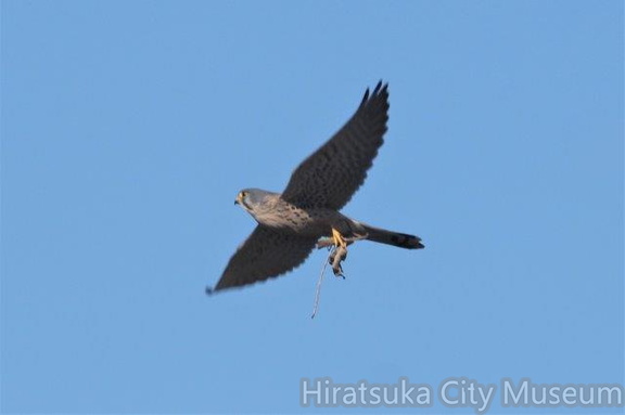 トノサマバッタを捕らえたチョウゲンボウ2021.11.23平塚（撮影　鈴木真由美）