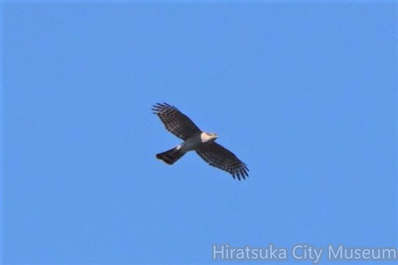 ハイタカ2021.11.26平塚（撮影　鈴木真由美）