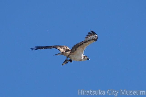 ミサゴ2021.12.02平塚（撮影　鈴木真由美）