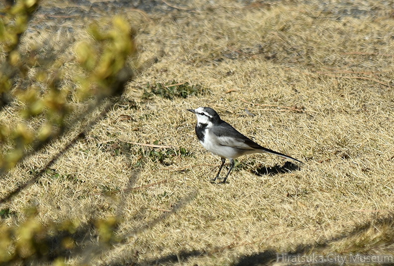 ハクセキレイ2021.12.21照ヶ崎（撮影　岡根武彦）