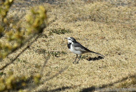 ハクセキレイ2021.12.21照ヶ崎（撮影　岡根武彦）