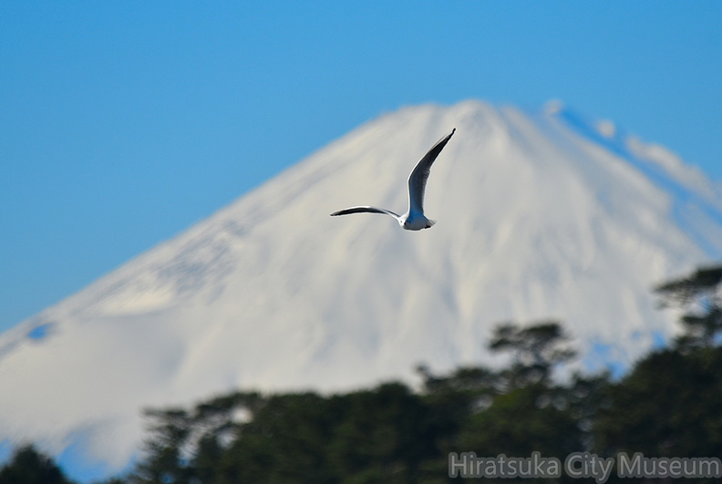ユリカモメと富士山2021.12.21照ヶ崎（撮影　岡根武彦）.jpg