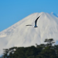 ユリカモメと富士山2021.12.21照ヶ崎（撮影　岡根武彦）