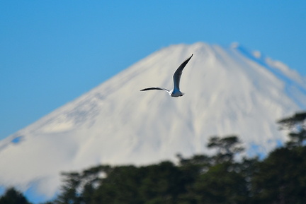 ユリカモメと富士山2021.12.21照ヶ崎（撮影　岡根武彦）