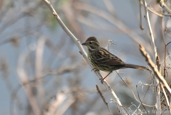 アオジ♀2021.12.12平塚（撮影　岡根武彦）
