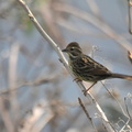 アオジ♀2021.12.12平塚（撮影　岡根武彦）
