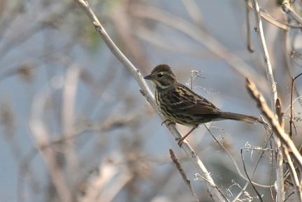 アオジ♀2021.12.12平塚（撮影　岡根武彦）