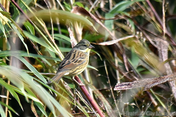 アオジ♂2021.12.05平塚（撮影　岡根武彦）