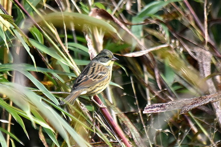 アオジ♂2021.12.05平塚（撮影　岡根武彦）