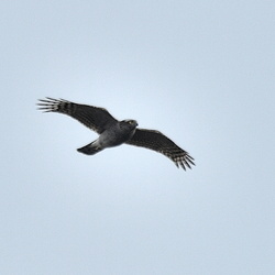 平塚と大磯の野鳥（撮影　岡根武彦）