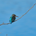 カワセミ♀2022.01.17平塚（撮影　岡根武彦）