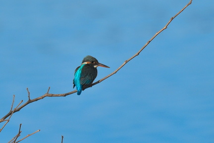 カワセミ♀2022.01.17平塚（撮影　岡根武彦）
