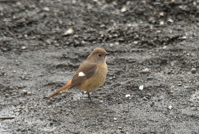 ジョウビタキ♀2022.01.25平塚（撮影　岡根武彦）.jpg