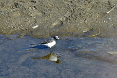 セグロセキレイ魚を食べた2022.01.02平塚（撮影　岡根武彦）