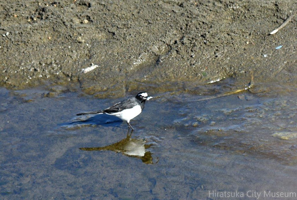 セグロセキレイ魚を食べた2022.01.02平塚（撮影　岡根武彦）