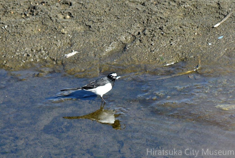 セグロセキレイ魚を食べた2022.01.02平塚（撮影　岡根武彦）.jpg