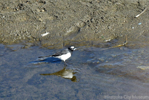 セグロセキレイ魚を食べた2022.01.02平塚（撮影　岡根武彦）