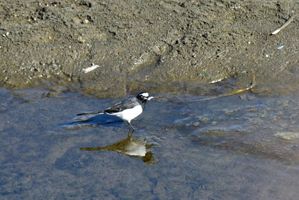 セグロセキレイ魚を食べた2022.01.02平塚（撮影　岡根武彦）