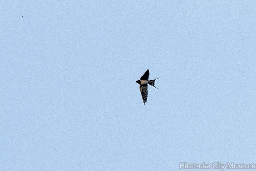 ツバメ♀2022.01.09平塚（撮影　岡根武彦）