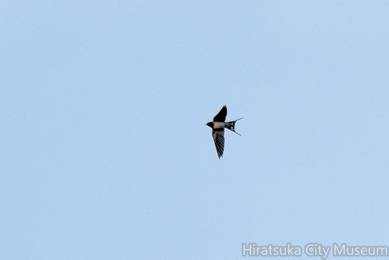 ツバメ♀2022.01.09平塚（撮影　岡根武彦）.jpg