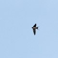 ツバメ♀2022.01.09平塚（撮影　岡根武彦）