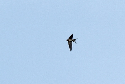 ツバメ♀2022.01.09平塚（撮影　岡根武彦）