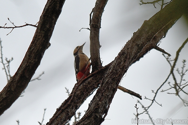 アカゲラ♀2022.01.19平塚（撮影　岡根武彦）.jpg
