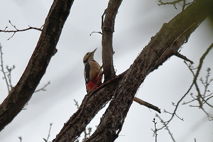 アカゲラ♀2022.01.19平塚（撮影　岡根武彦）