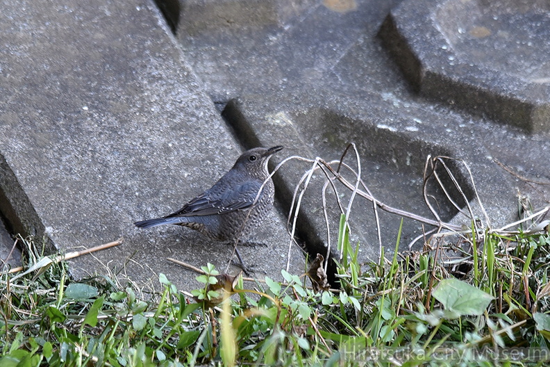 イソヒヨドリ♀2022.01.22平塚（撮影　岡根武彦）.jpg