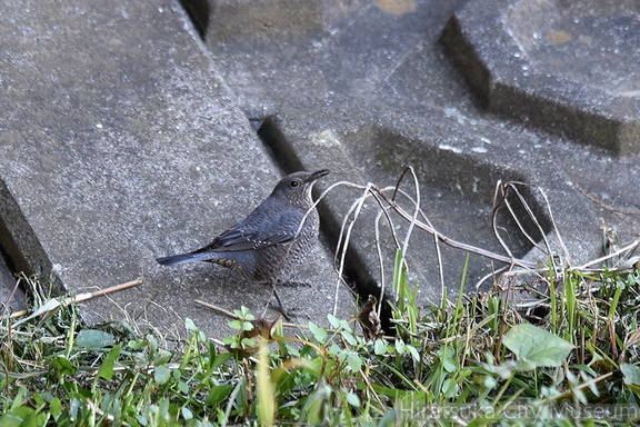 イソヒヨドリ♀2022.01.22平塚（撮影　岡根武彦）