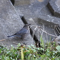 イソヒヨドリ♀2022.01.22平塚（撮影　岡根武彦）