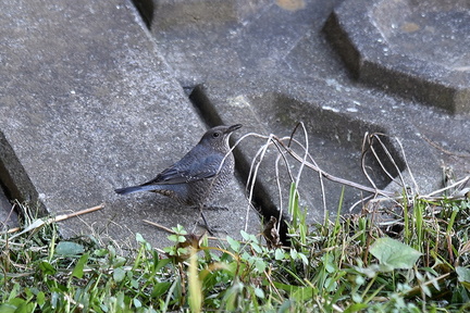 イソヒヨドリ♀2022.01.22平塚（撮影　岡根武彦）