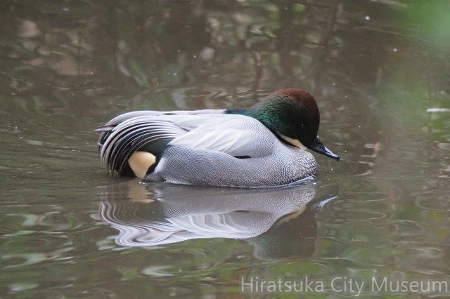 ヨシガモ♂2022.01.19平塚（撮影　鈴木真由美）.jpg
