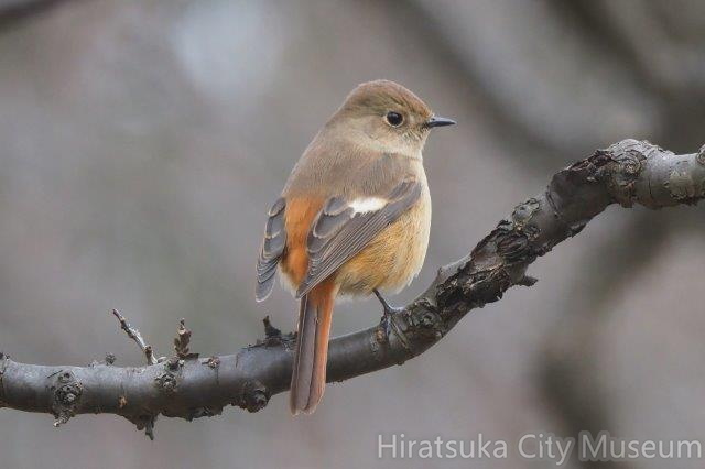 ジョウビタキ♀2022.01.19平塚（撮影　鈴木真由美）.jpg