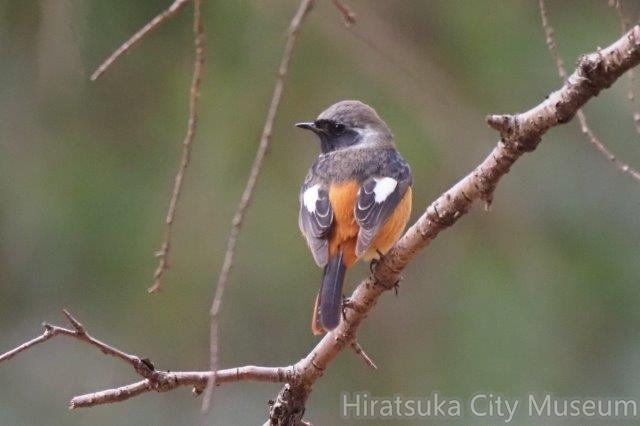 ジョウビタキ♂2022.01.19平塚（撮影　鈴木真由美）.jpg