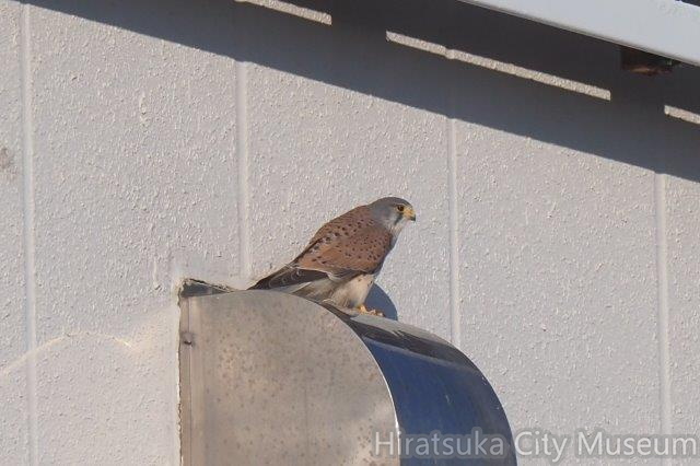チョウゲンボウ♂2022.01.16平塚（撮影　鈴木真由美）.jpg