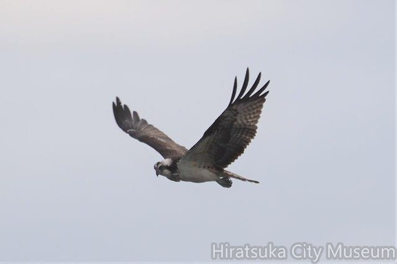 ミサゴ2021.12.22平塚（撮影　鈴木真由美）