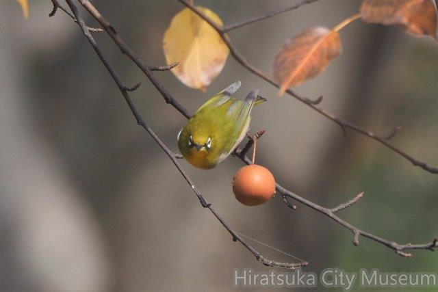 メジロ2021.12.23平塚（撮影　鈴木真由美）.jpg