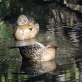 マガモ♀20220114平塚（撮影　松本富美江）