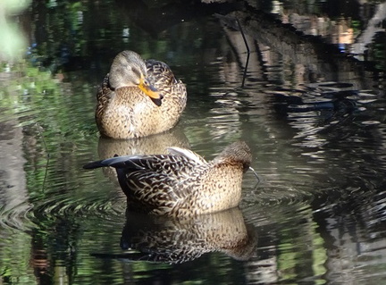 マガモ♀20220114平塚（撮影　松本富美江）