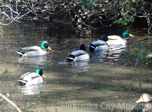 マガモ♂20220112平塚（撮影　松本富美江）.jpg