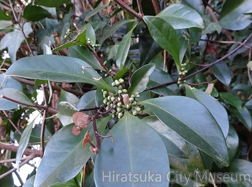 モクレイシの花20220112平塚（撮影　松本富美江）.jpg