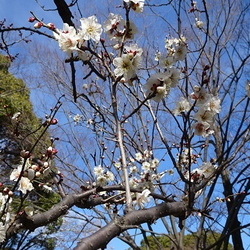 冬の自然観察（撮影　松本富美江）
