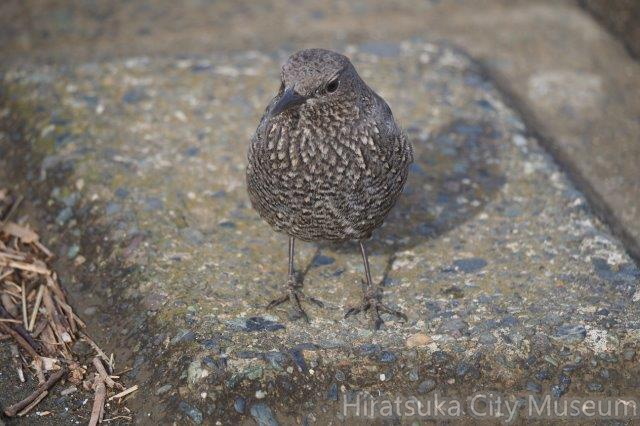 イソヒヨドリ♀2022.01.24平塚（撮影　鈴木真由美）