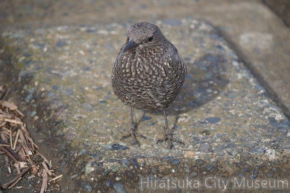 イソヒヨドリ♀2022.01.24平塚（撮影　鈴木真由美）