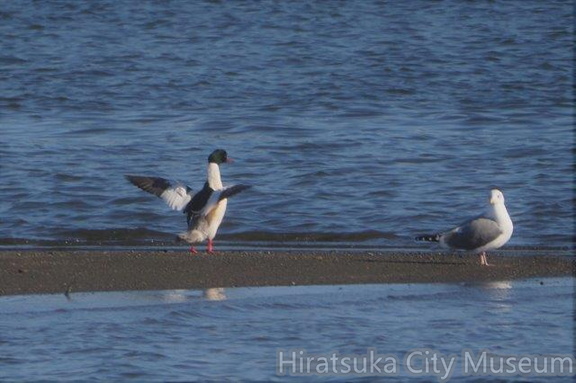 カワアイサ♂、セグロカモメ2022.02.07平塚（撮影　鈴木真由美）