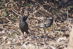 ハッカチョウ、ムクドリ2022.02.07平塚（撮影　鈴木真由美）