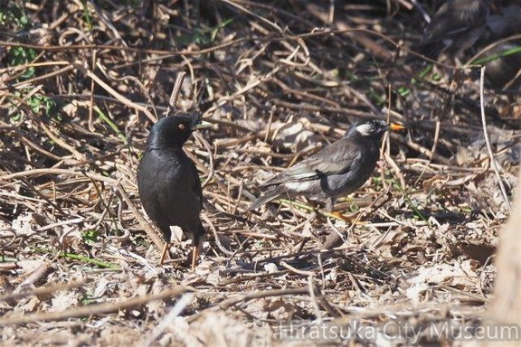 ハッカチョウ、ムクドリ2022.02.07平塚（撮影　鈴木真由美）